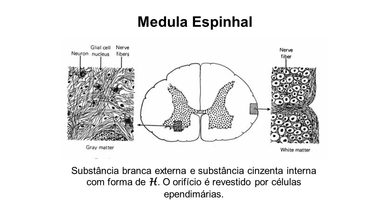 Medula Espinhal Substância branca externa e substância cinzenta interna com forma de H.