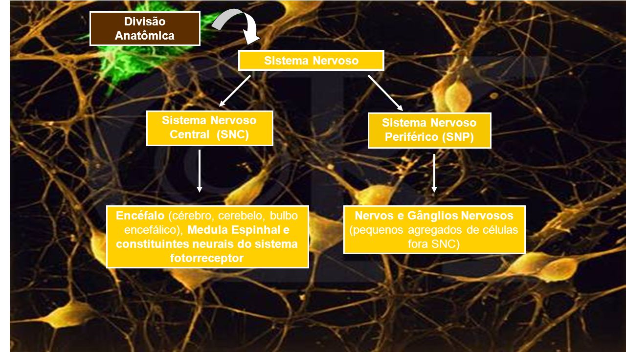 Sistema Nervoso Central (SNC) Sistema Nervoso Periférico (SNP)