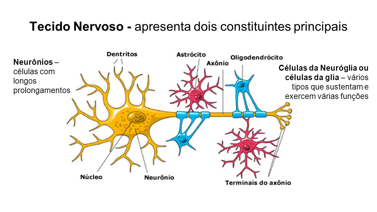 Tecido Nervoso - apresenta dois constituintes principais