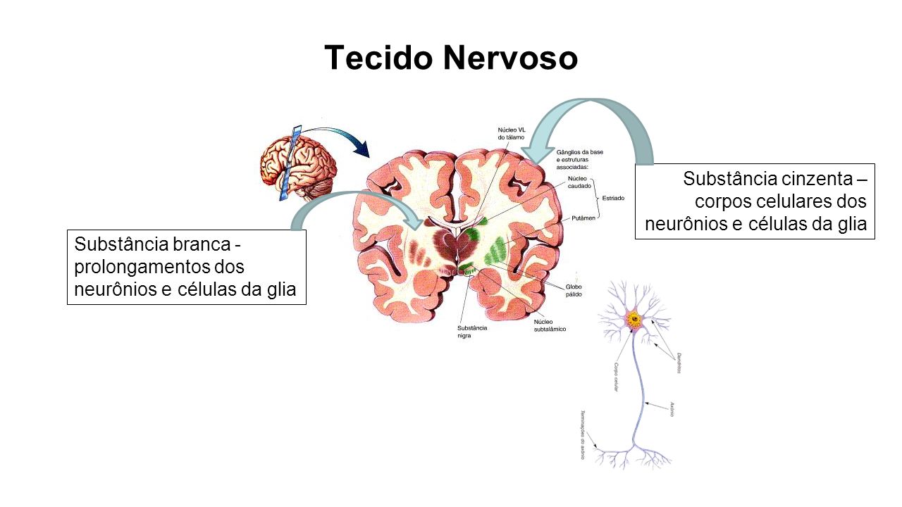 Tecido Nervoso Substância cinzenta – corpos celulares dos neurônios e células da glia.