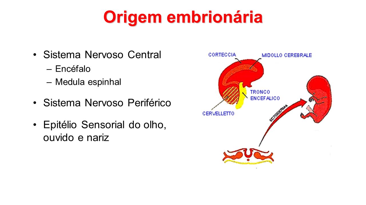 Origem embrionária Sistema Nervoso Central Sistema Nervoso Periférico