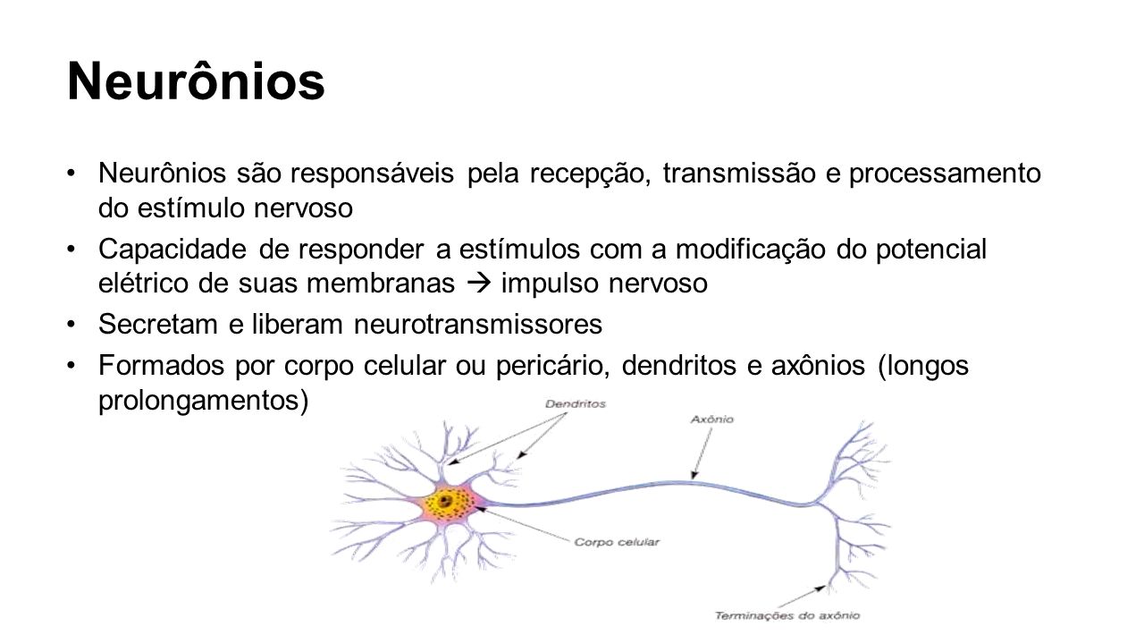 Neurônios Neurônios são responsáveis pela recepção, transmissão e processamento do estímulo nervoso.