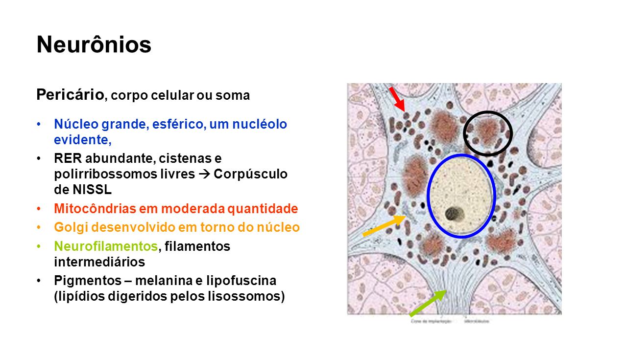 Neurônios Pericário, corpo celular ou soma