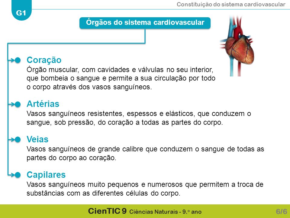 Órgãos do sistema cardiovascular