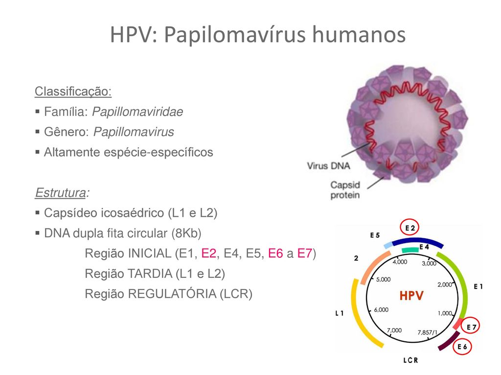 papillomaviridae hpv