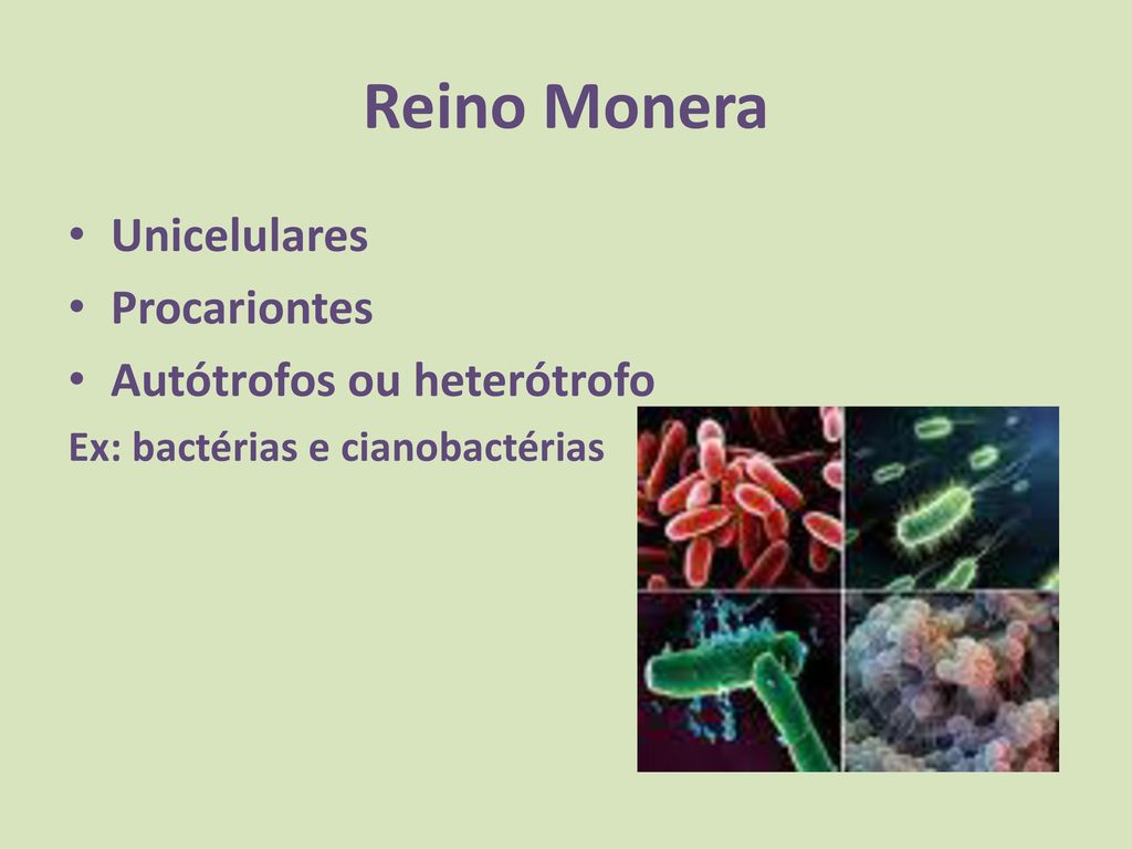Reino Monera Unicelulares Procariontes Autótrofos ou heterótrofo
