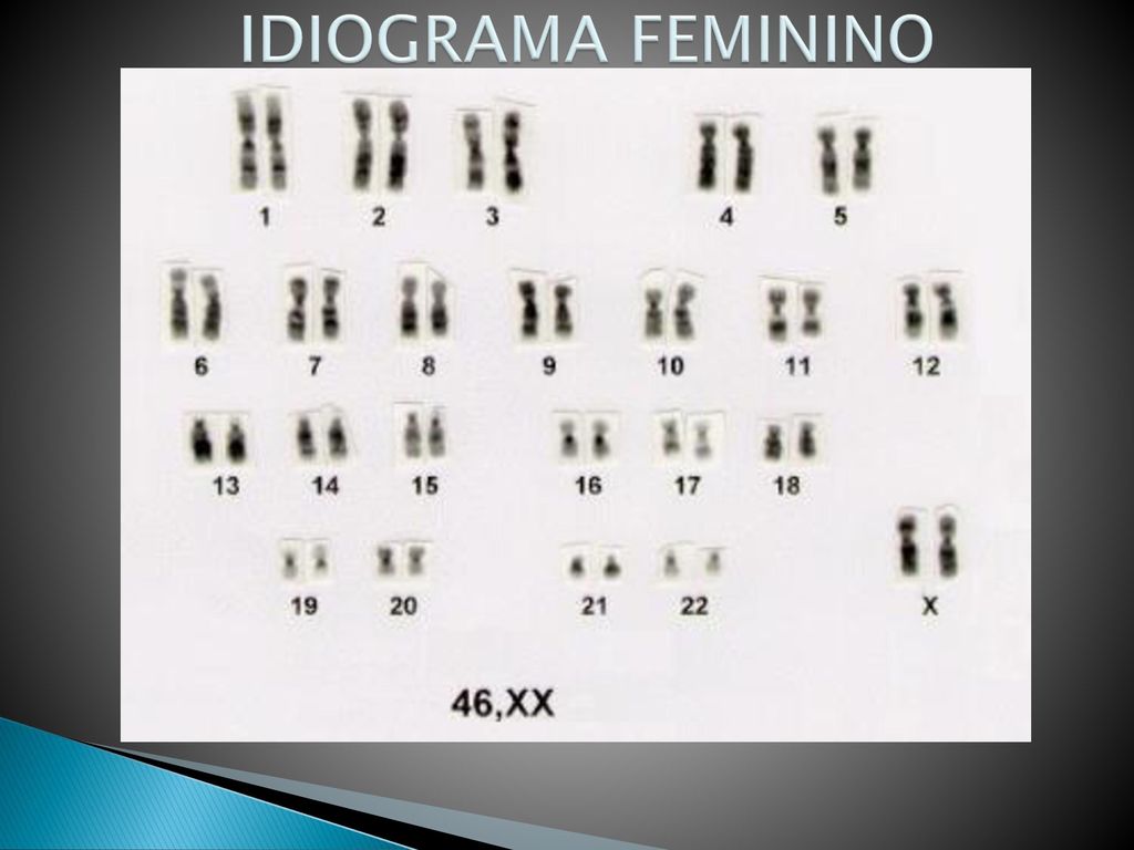 IDIOGRAMA FEMININO