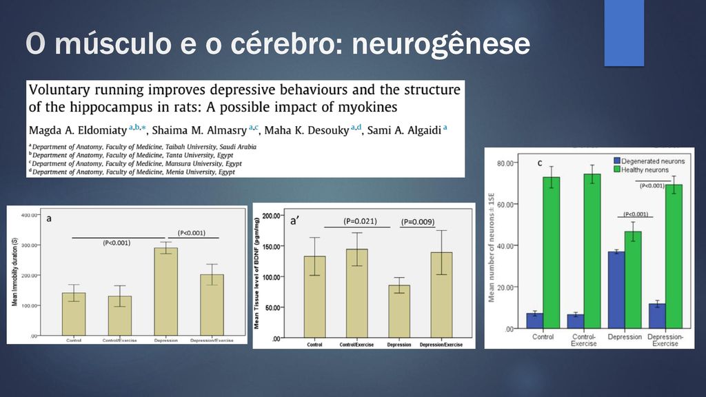O músculo e o cérebro: neurogênese