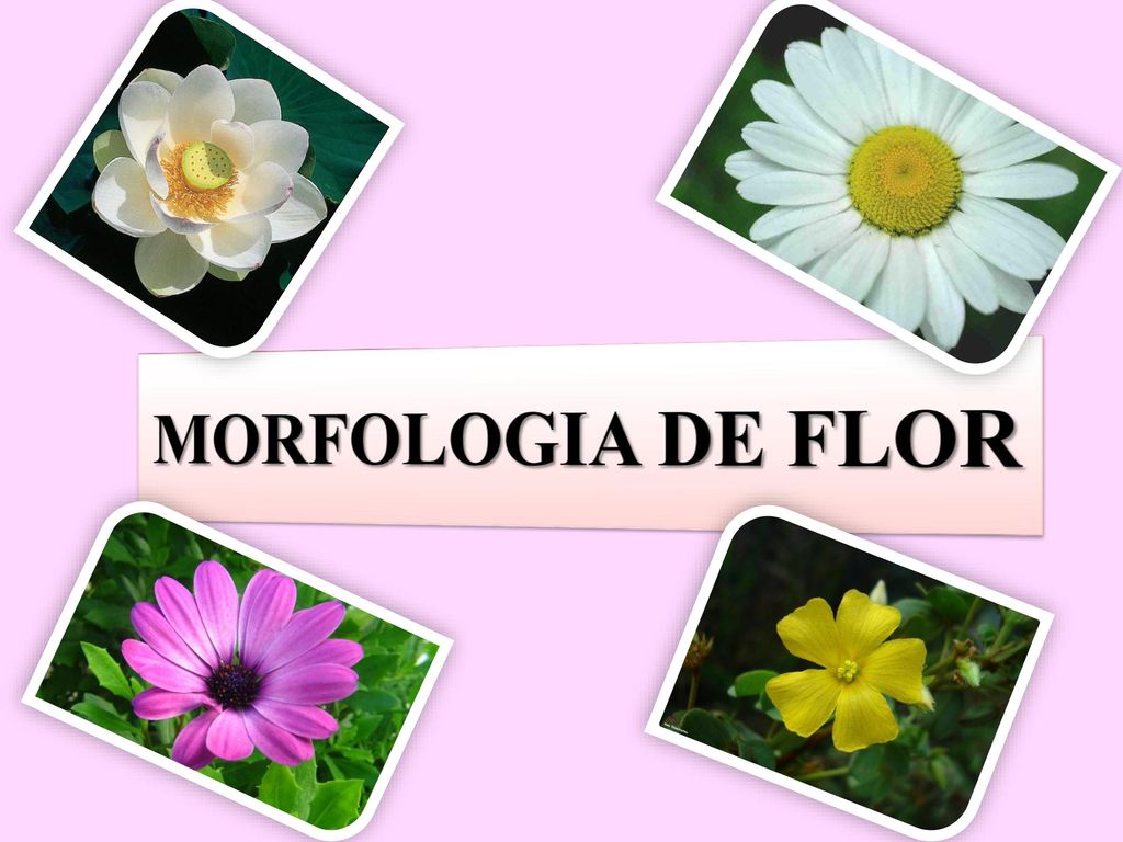 MORFOLOGIA DE FLOR