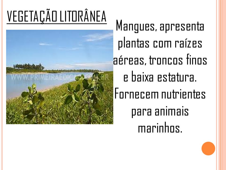 VEGETAÇÃO LITORÂNEA Mangues, apresenta plantas com raízes aéreas, troncos finos e baixa estatura.