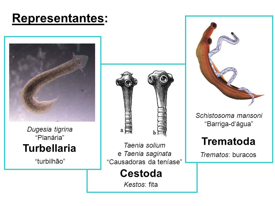 specii de cestoda platyhelminthes