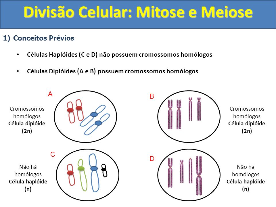 Divisão celular - mitose e meiose