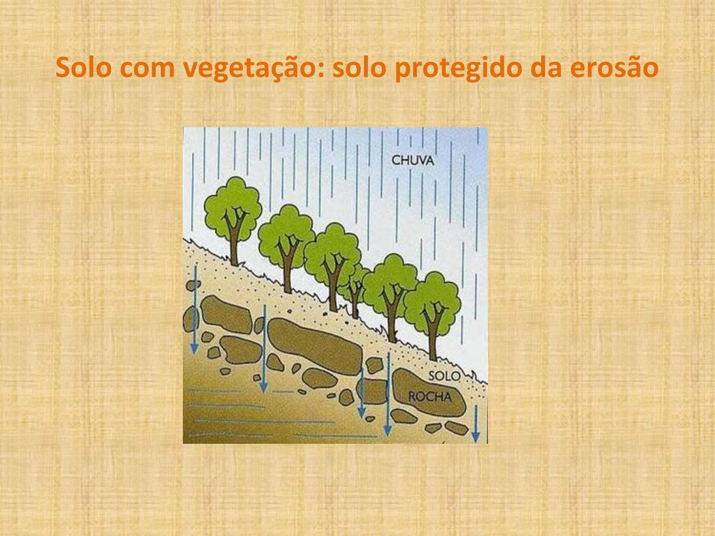 Solo com vegetação: solo protegido da erosão