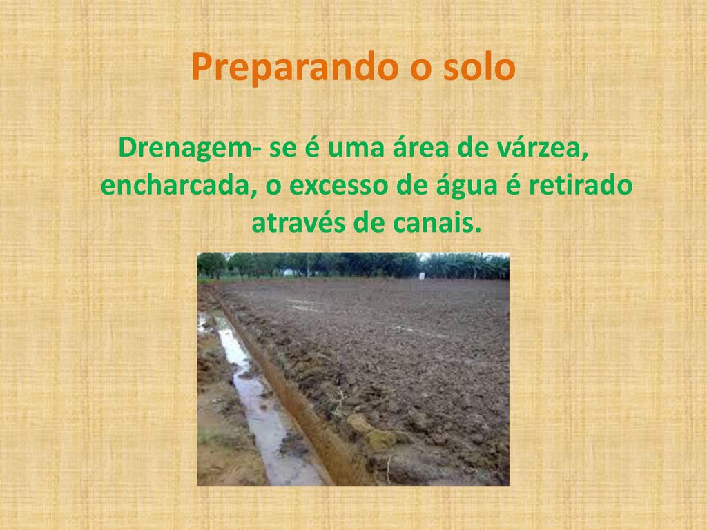 Preparando o solo Drenagem- se é uma área de várzea, encharcada, o excesso de água é retirado através de canais.