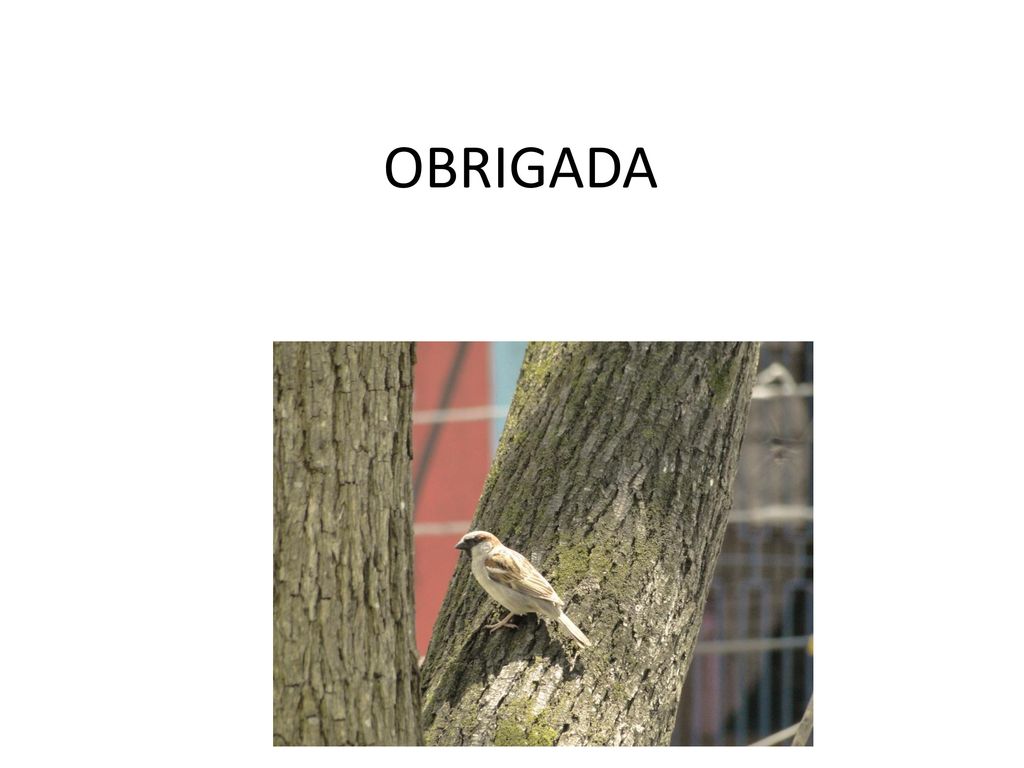 OBRIGADA