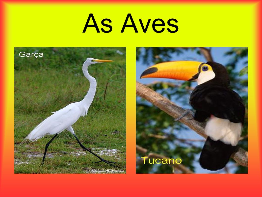 As Aves
