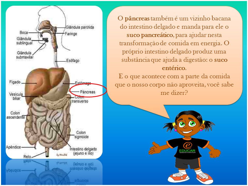 O pâncreas também é um vizinho bacana do intestino delgado e manda para ele o suco pancreático, para ajudar nesta transformação de comida em energia. O próprio intestino delgado produz uma substância que ajuda a digestão: o suco entérico.