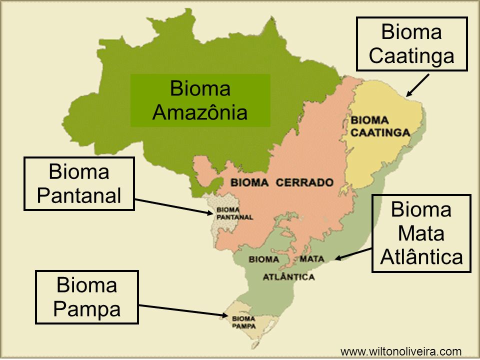Bioma Caatinga Bioma Amazônia Bioma Pantanal Bioma Mata Atlântica