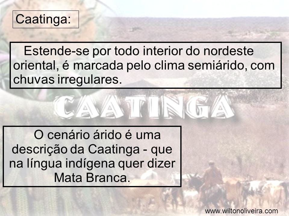 Caatinga: Estende-se por todo interior do nordeste oriental, é marcada pelo clima semiárido, com chuvas irregulares.