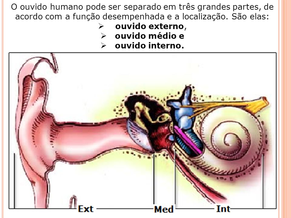 O ouvido humano pode ser separado em três grandes partes, de acordo com a função desempenhada e a localização. São elas: