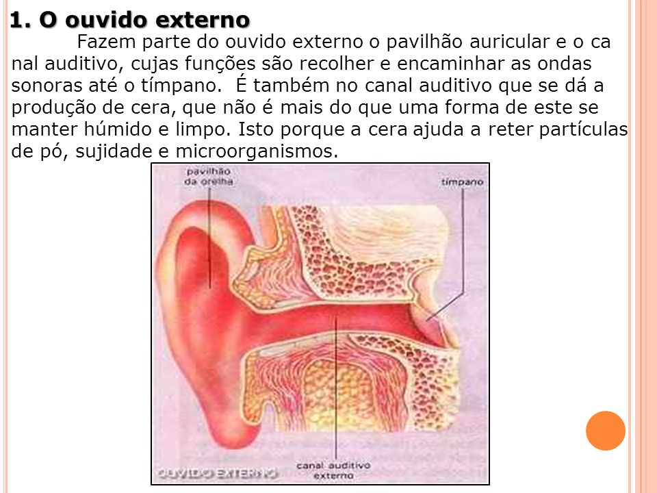 1. O ouvido externo