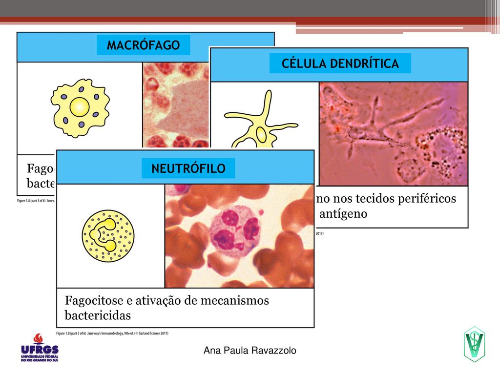 Fagocitose e ativação de mecanismos bactericidas e apresentação de antígeno
