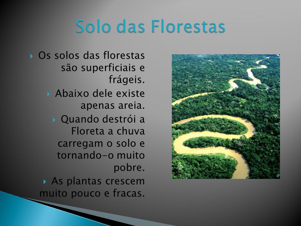 Solo das Florestas Os solos das florestas são superficiais e frágeis.