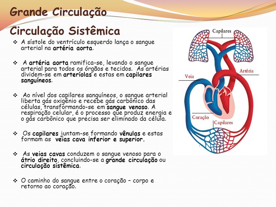 Sistema Cardiovascular circulação sanguínea - ppt carregar