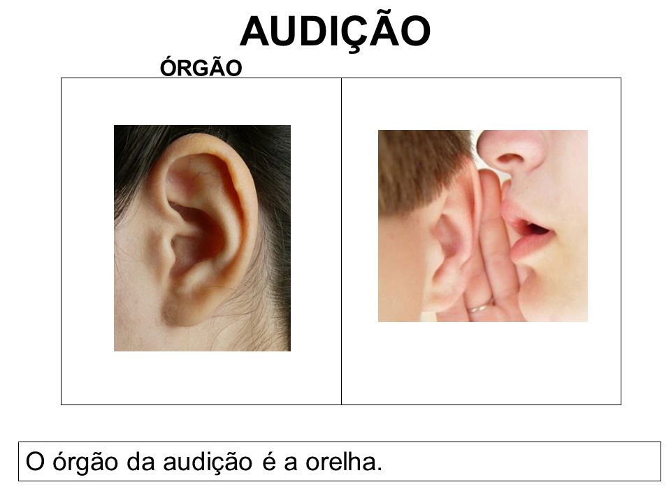 AUDIÇÃO ÓRGÃO O órgão da audição é a orelha.