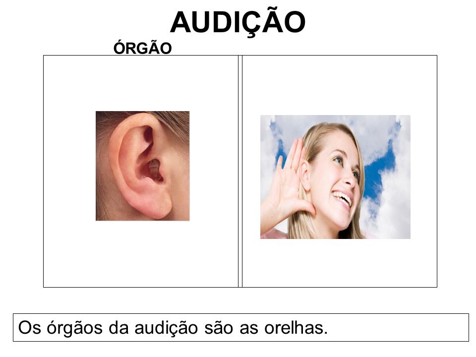 AUDIÇÃO ÓRGÃO Os órgãos da audição são as orelhas.
