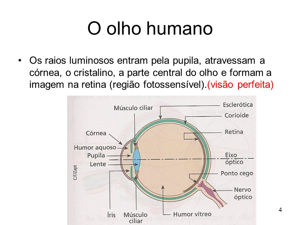 O olho humano