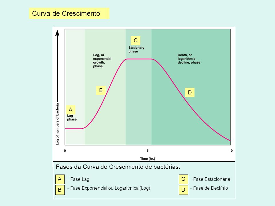 Curva перевод. Late logarithmic phase. Phase of Bench cultivation lag? Exponencial.