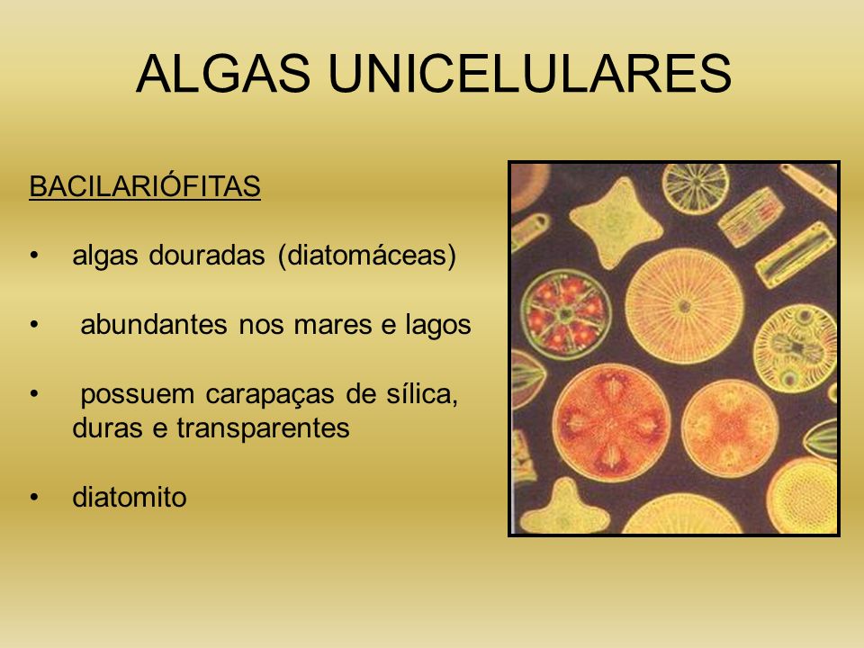 ALGAS UNICELULARES BACILARIÓFITAS algas douradas (diatomáceas)