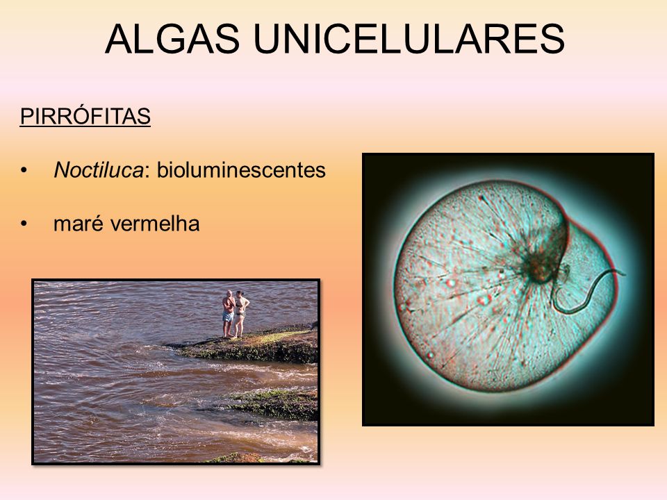 ALGAS UNICELULARES PIRRÓFITAS Noctiluca: bioluminescentes