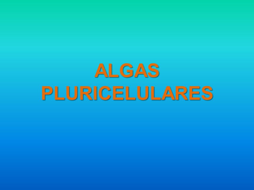 ALGAS PLURICELULARES