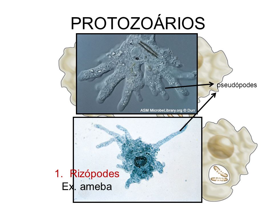 PROTOZOÁRIOS fagocitose pseudópodes Rizópodes Ex. ameba