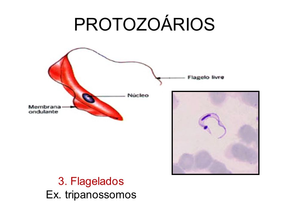 PROTOZOÁRIOS 3. Flagelados Ex. tripanossomos