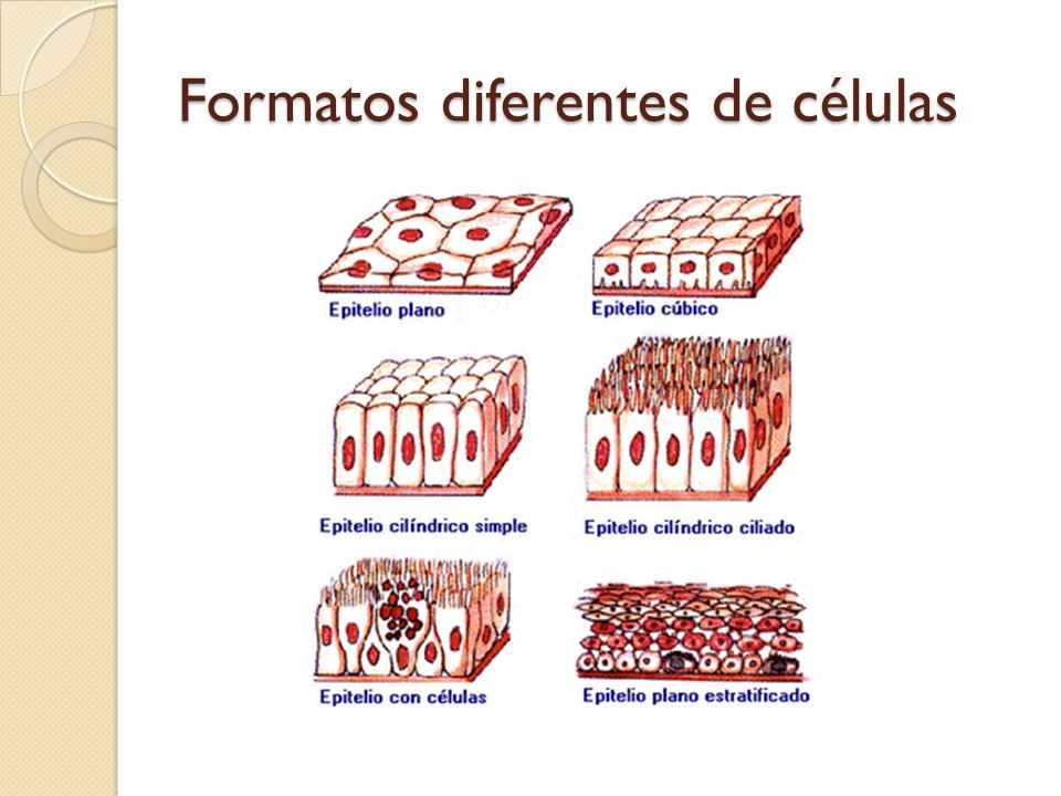 Formatos diferentes de células