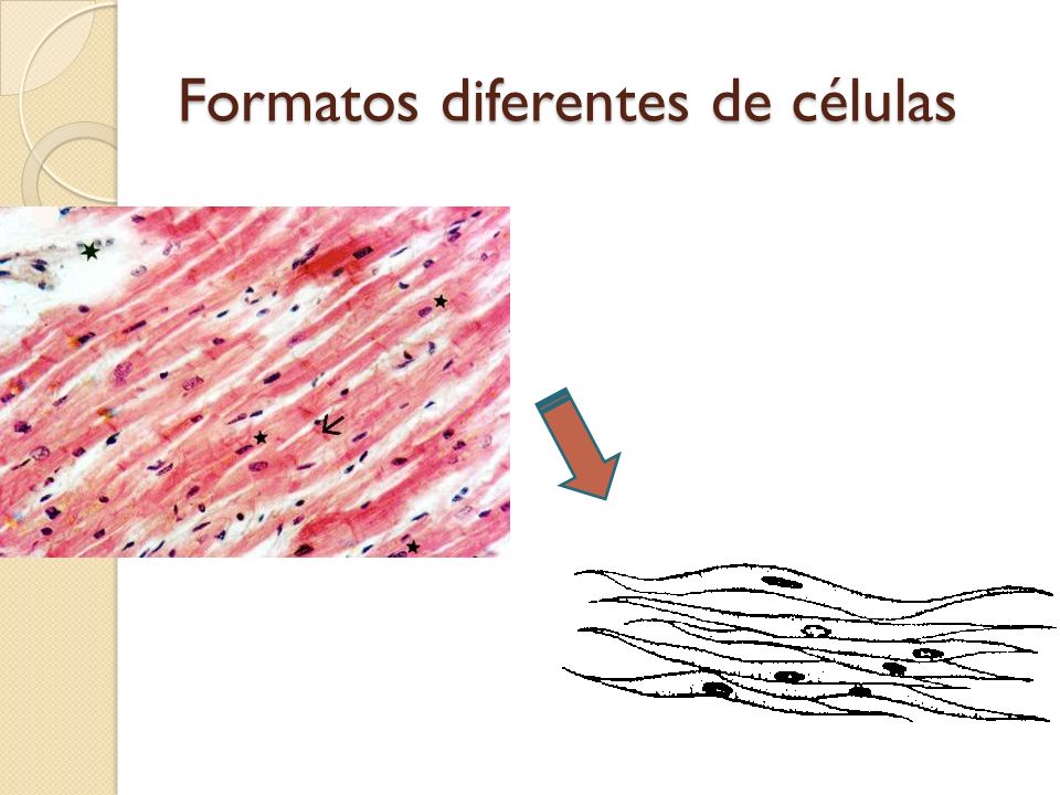 Formatos diferentes de células