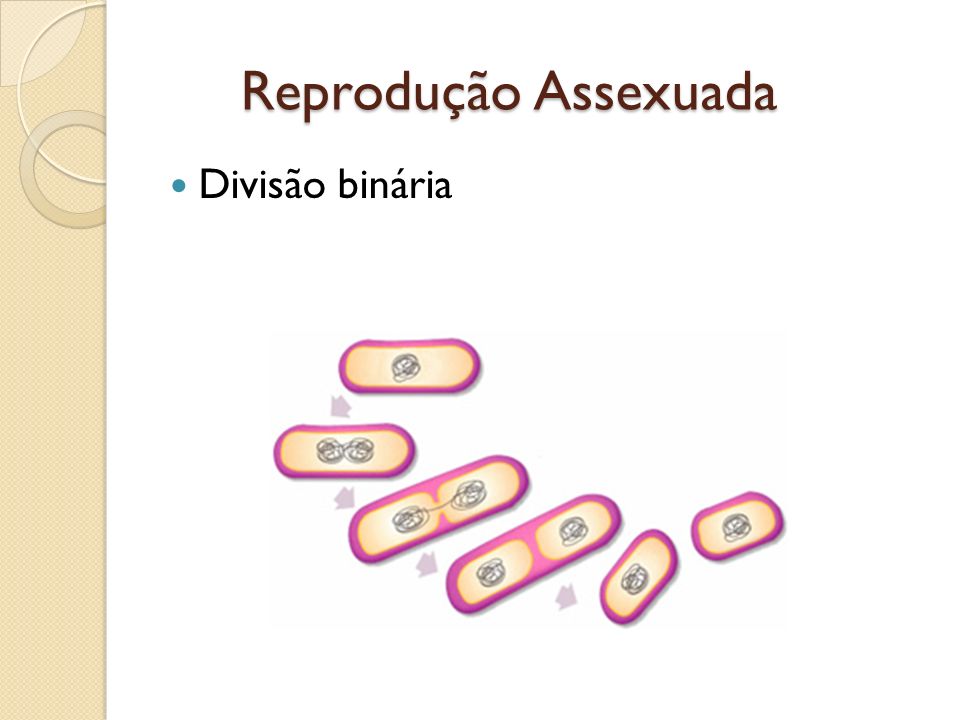 Reprodução Assexuada Divisão binária