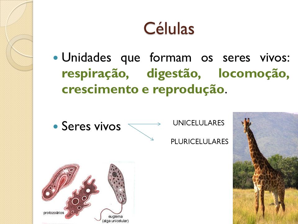 Células Unidades que formam os seres vivos: respiração, digestão, locomoção, crescimento e reprodução.