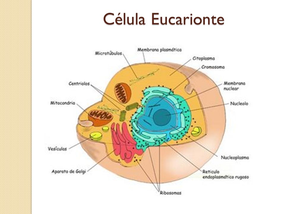 Célula Eucarionte