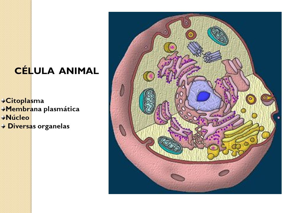 CÉLULA ANIMAL Citoplasma Membrana plasmática Núcleo Diversas organelas