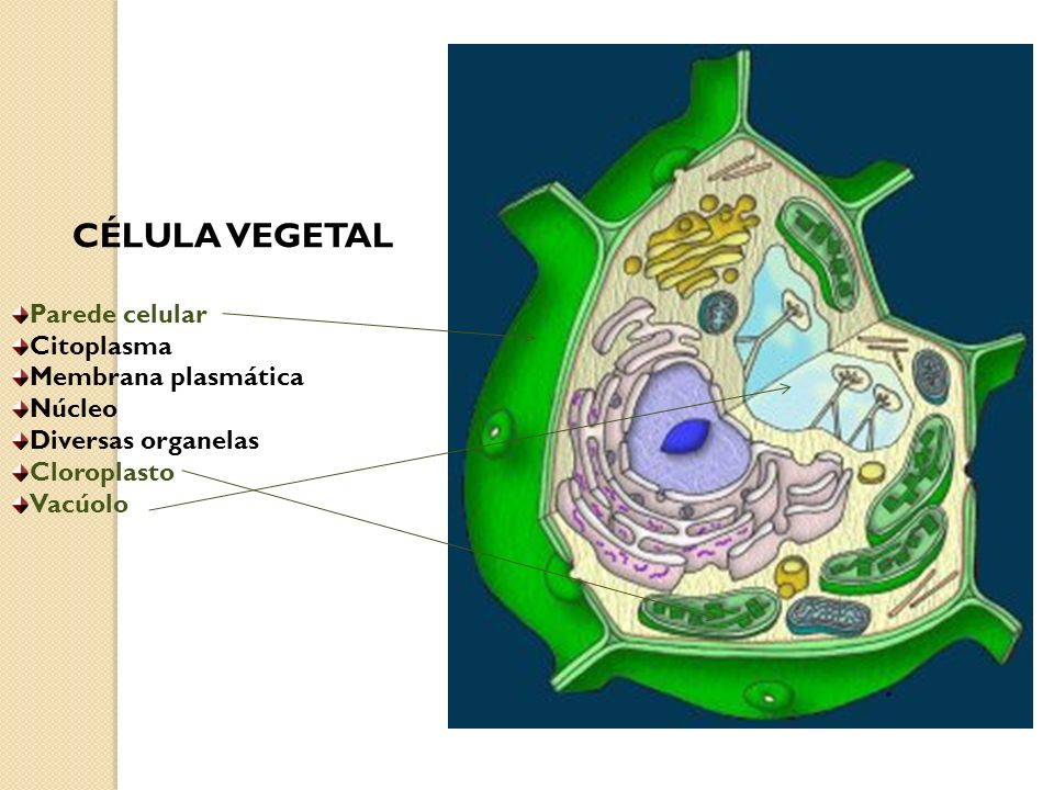 CÉLULA VEGETAL Parede celular Citoplasma Membrana plasmática Núcleo