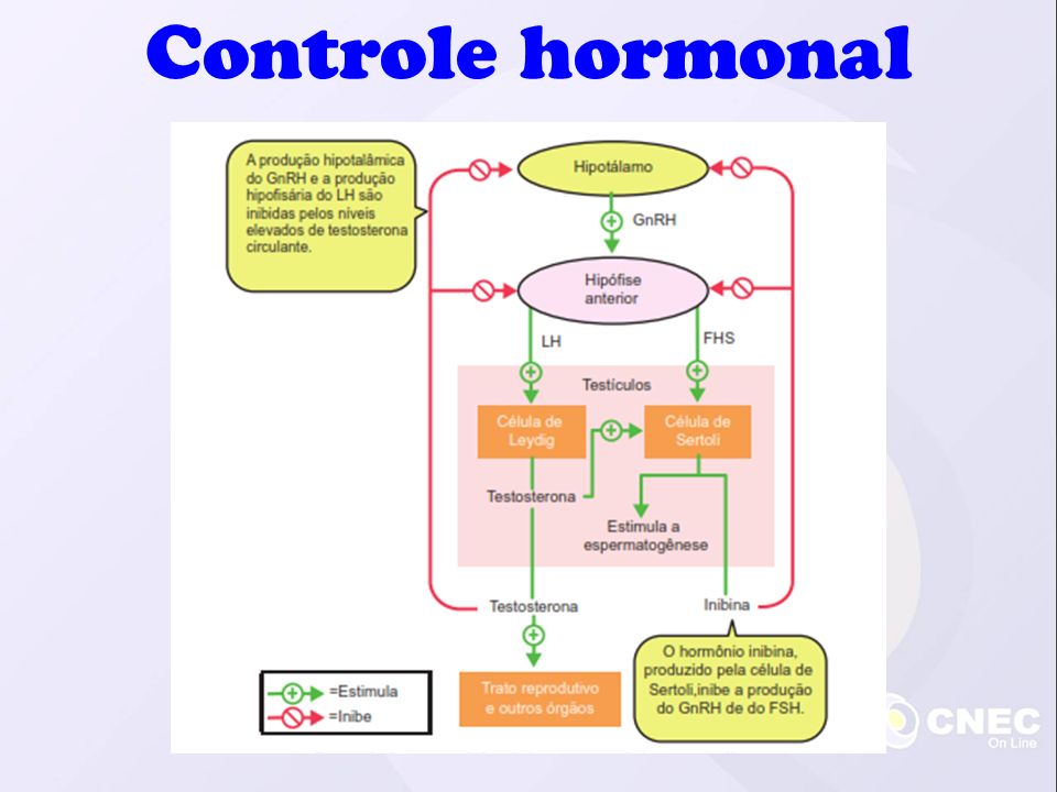 Controle hormonal