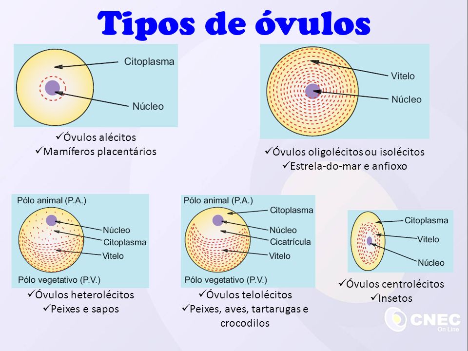 Tipos de óvulos Óvulos alécitos Mamíferos placentários