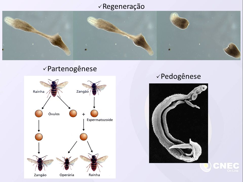 Regeneração Partenogênese Pedogênese
