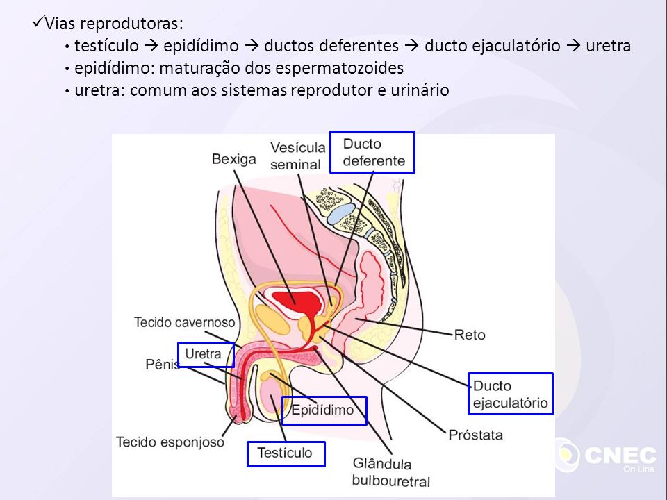 Vias reprodutoras: testículo  epidídimo  ductos deferentes  ducto ejaculatório  uretra. epidídimo: maturação dos espermatozoides.