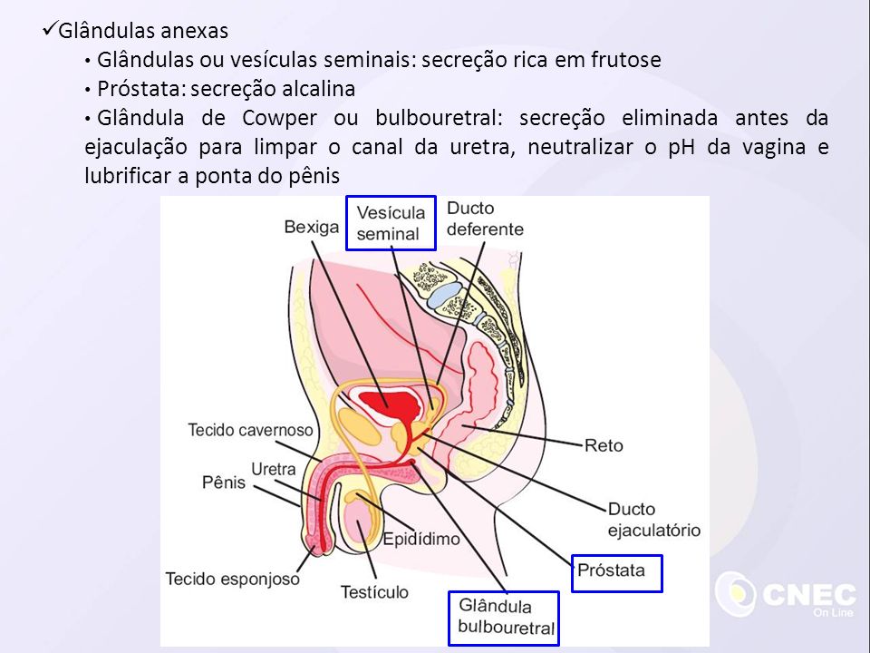 Glândulas anexas Glândulas ou vesículas seminais: secreção rica em frutose. Próstata: secreção alcalina.