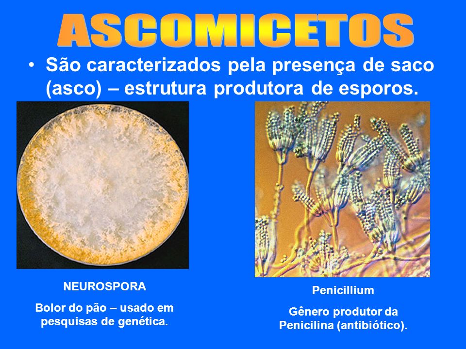 ASCOMICETOS São caracterizados pela presença de saco (asco) – estrutura produtora de esporos. NEUROSPORA.